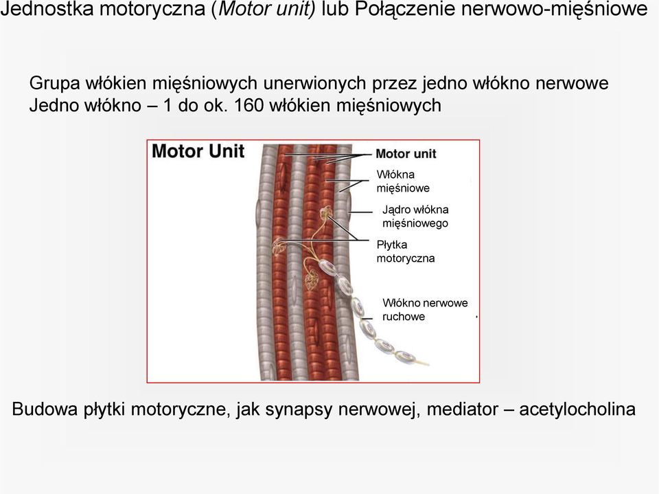 160 włókien mięśniowych Włókna mięśniowe Jądro włókna mięśniowego Płytka