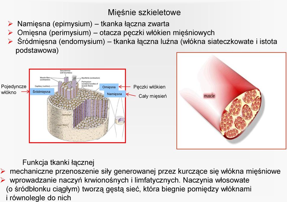 włókien Cały mięsień Funkcja tkanki łącznej mechaniczne przenoszenie siły generowanej przez kurczące się włókna mięśniowe wprowadzanie