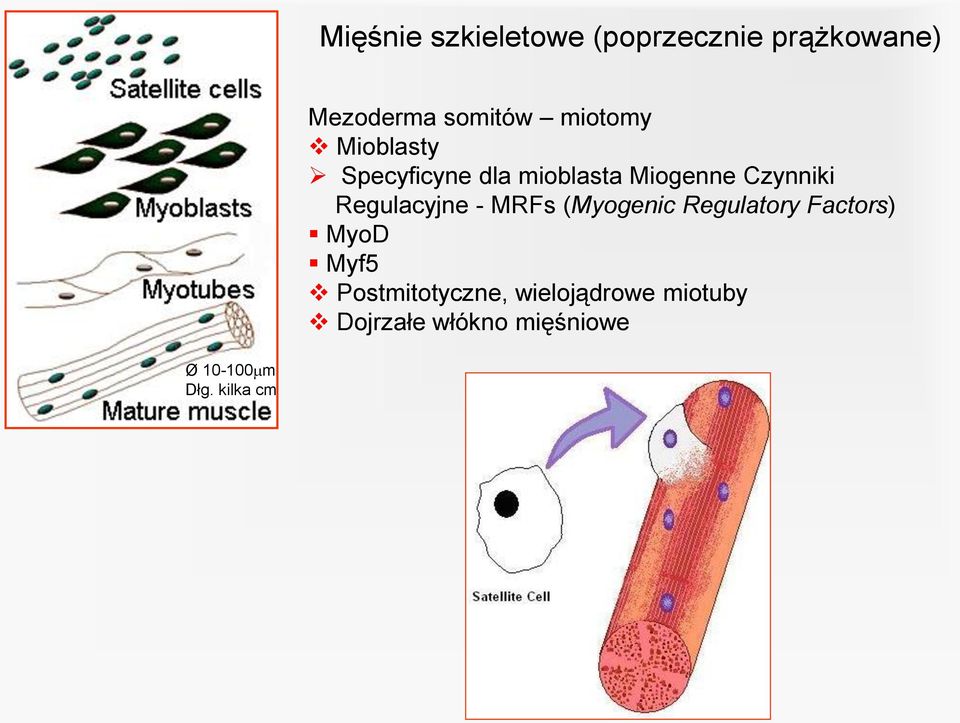 Regulacyjne - MRFs (Myogenic Regulatory Factors) MyoD Myf5