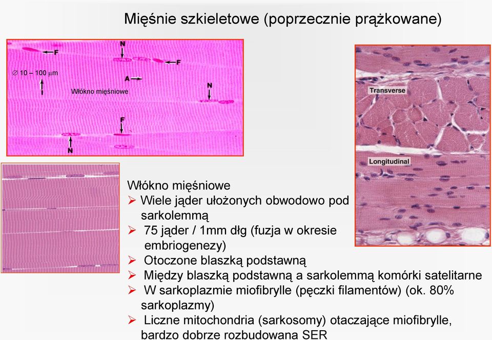 podstawną Między blaszką podstawną a sarkolemmą komórki satelitarne W sarkoplazmie miofibrylle (pęczki