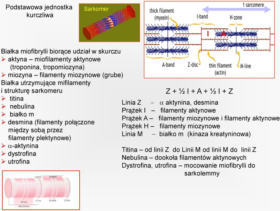 dystrofina utrofina Linia Z Prążek I Prążek A Prążek H Linia M Z + ½ I + A + ½ I + Z aktynina, desmina filamenty aktynowe filamenty miozynowe i filamenty aktynowe filamenty