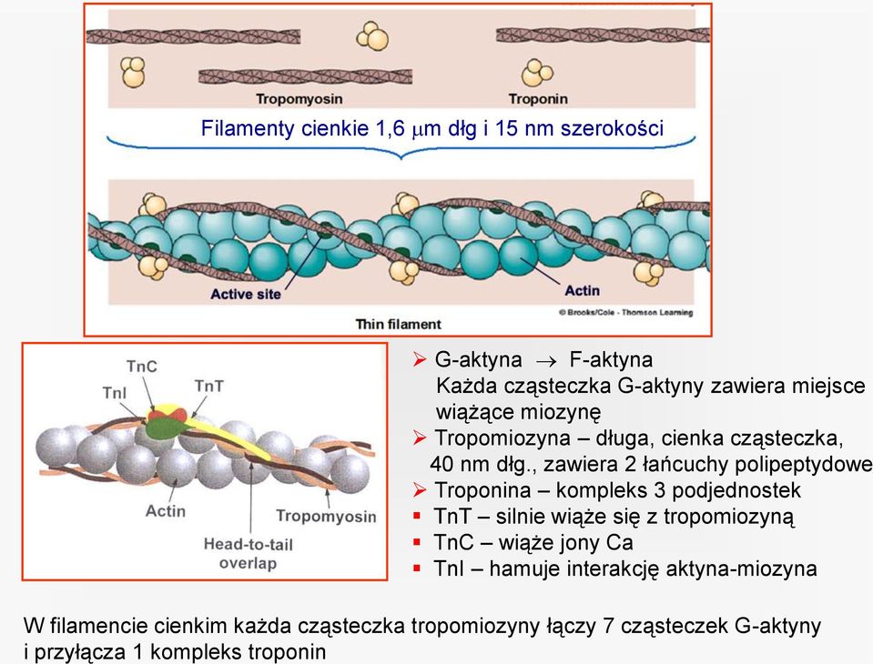 , zawiera 2 łańcuchy polipeptydowe Troponina kompleks 3 podjednostek TnT silnie wiąże się z tropomiozyną TnC