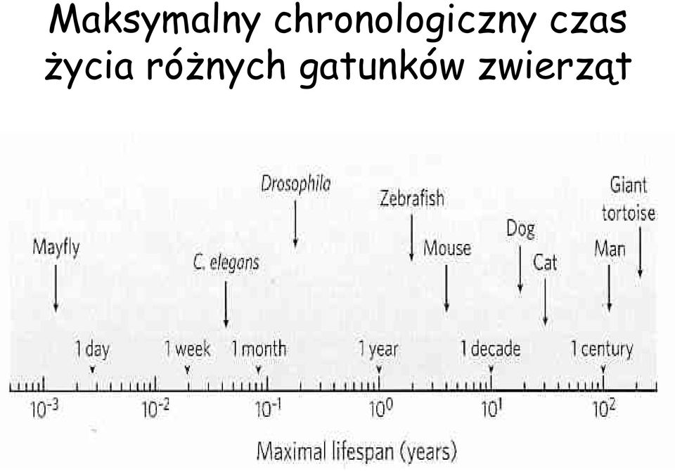 czas życia