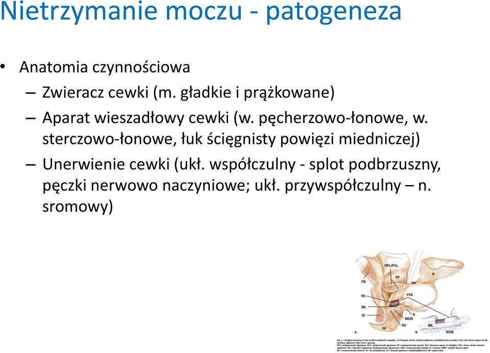 sterczowo-łonowe, łuk ścięgnisty powięzi miedniczej) Unerwienie cewki (ukł.