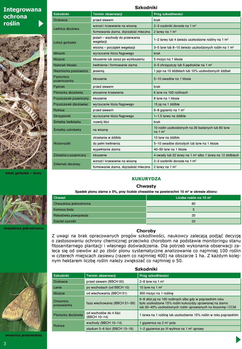 5 larw lub 8 10 świeżo uszkodzonych roślin na 1 m 2 Miniarki wyrzucanie liścia flagowego brak Mszyce kłoszenie lub zaraz po wykłoszeniu 5 mszyc na 1 kłosie Nałanek kłosiec kwitnienie i formowanie