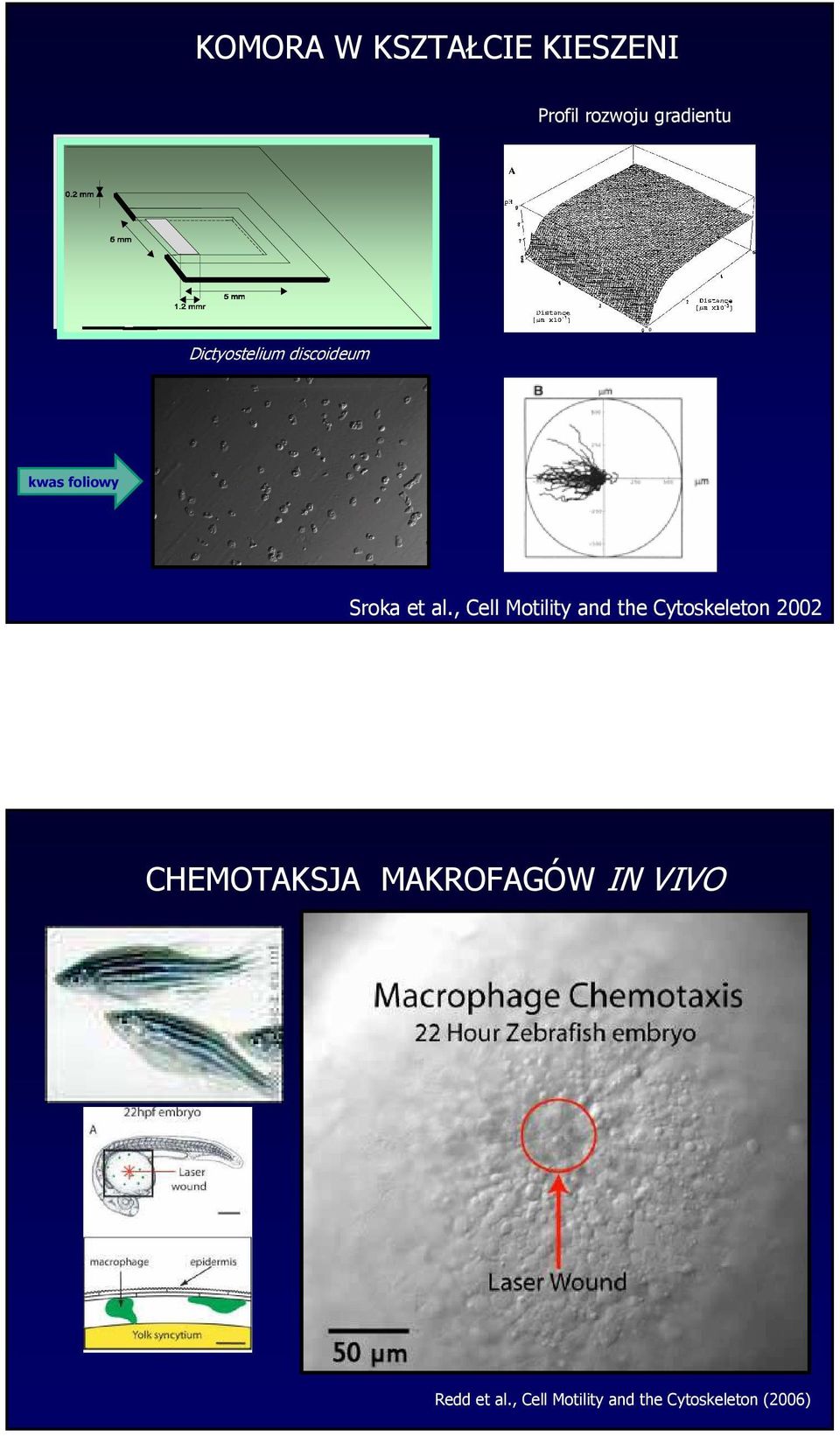 , Cell Motility and the Cytoskeleton 2002 CHEMOTAKSJA