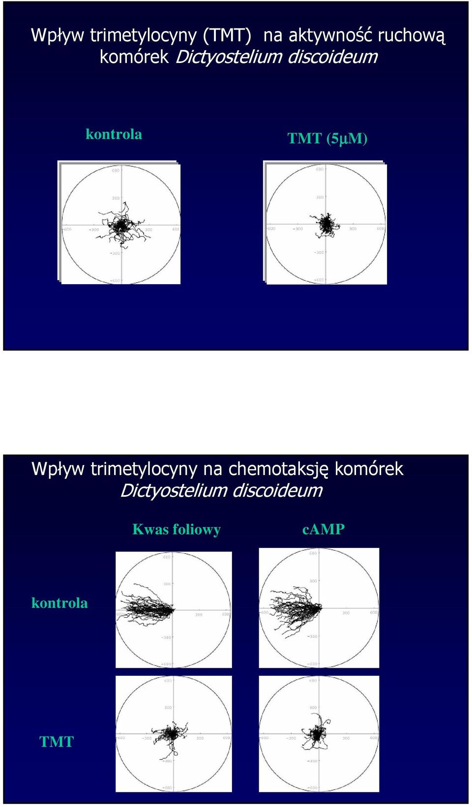 (5µM) Wpływ trimetylocyny na chemotaksję komórek