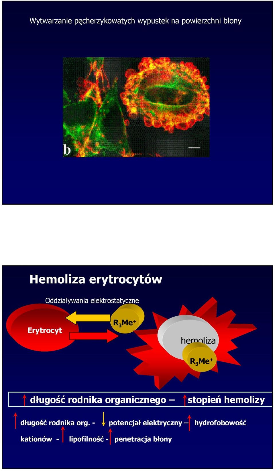 3 Me + długość rodnika organicznego stopień hemolizy długość rodnika org.