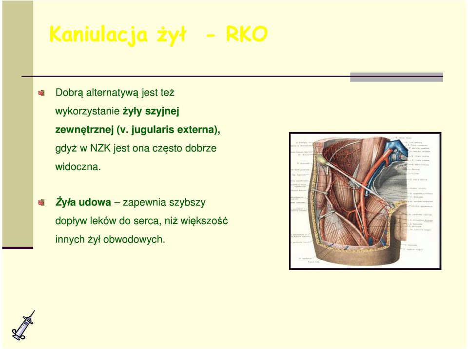 jugularis externa), gdyż w NZK jest ona często dobrze