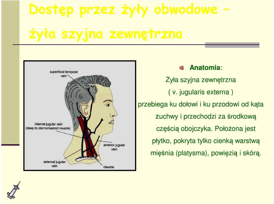 jugularis externa ) przebiega ku dołowi i ku przodowi od kąta żuchwy i