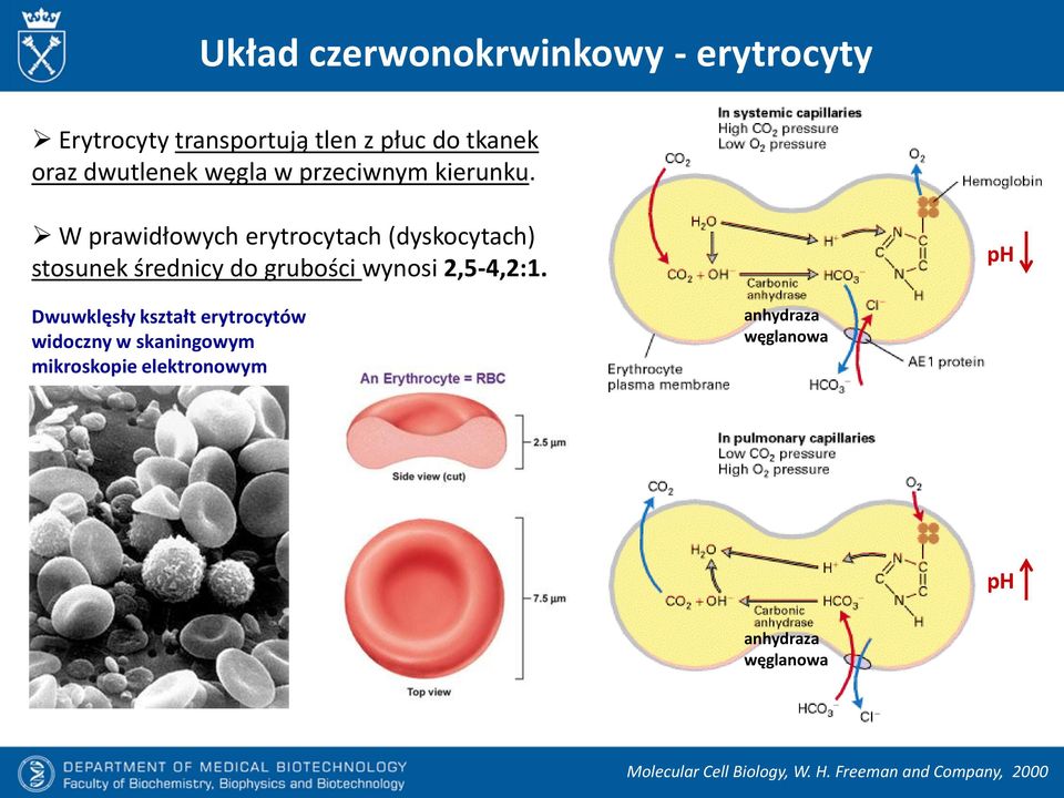 W prawidłowych erytrocytach (dyskocytach) stosunek średnicy do grubości wynosi 2,5-4,2:1.