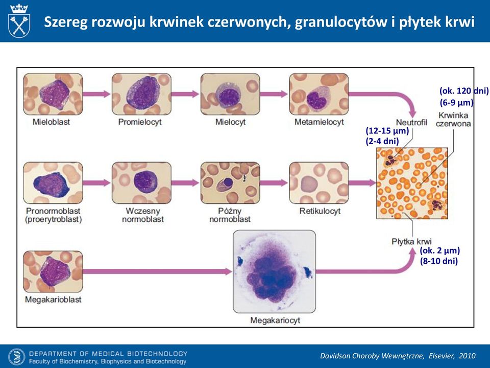 120 dni) (6-9 μm) (12-15 μm) (2-4 dni) (ok.
