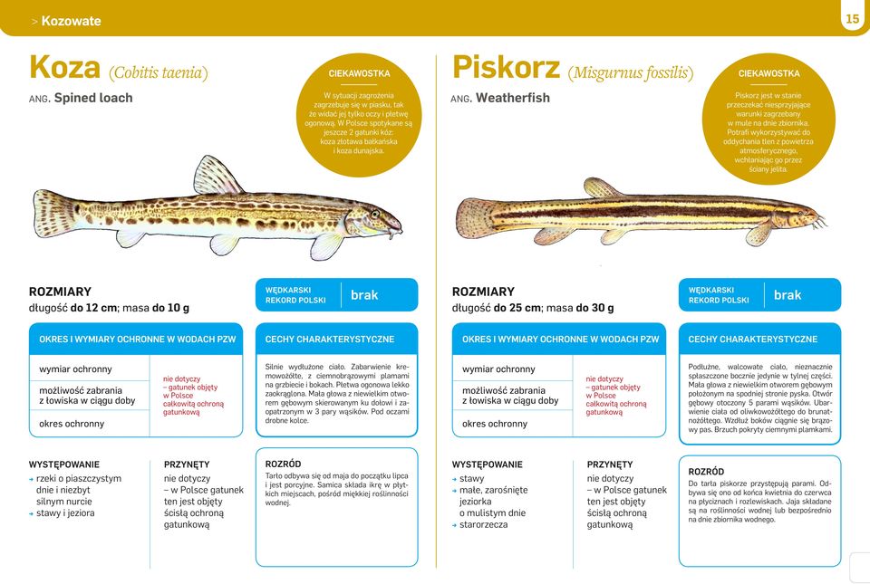 Potrafi wykorzystywać do oddychania tlen z powietrza atmosferycznego, wchłaniając go przez ściany jelita.