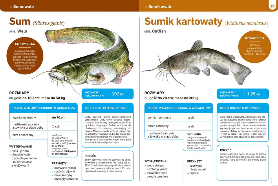 długość do 160 cm; masa do 50 kg 102 kg długość do 28 cm; masa do 300 g 1,25 kg rzeki i jeziora głębokie wody o powolnym nurcie i mulistym dnie z kryjówkami do 70 cm 1 szt.