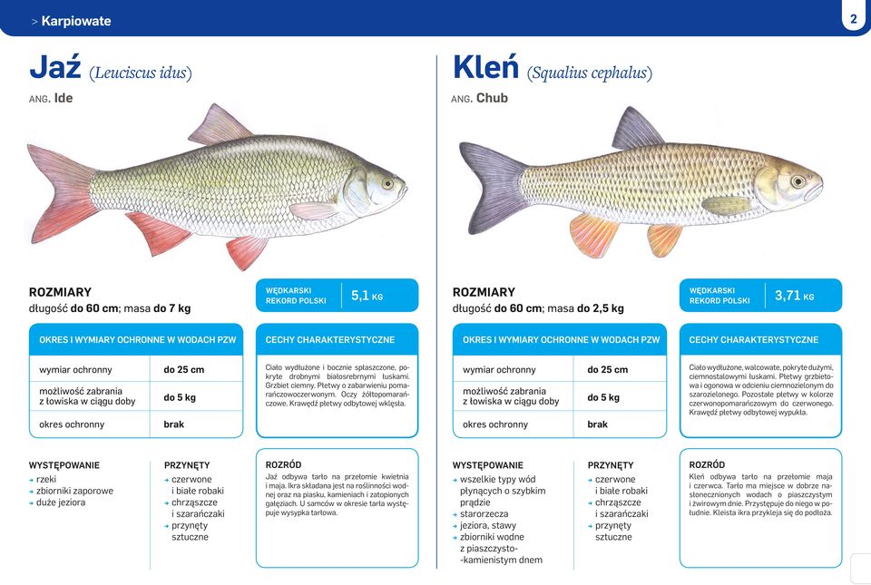 Płetwy o zabarwieniu pomarańczowoczerwonym. Oczy żółtopomarańczowe. Krawędź płetwy odbytowej wklęsła. do 25 cm do 5 kg Ciało wydłużone, walcowate, pokryte dużymi, ciemnostalowymi łuskami.