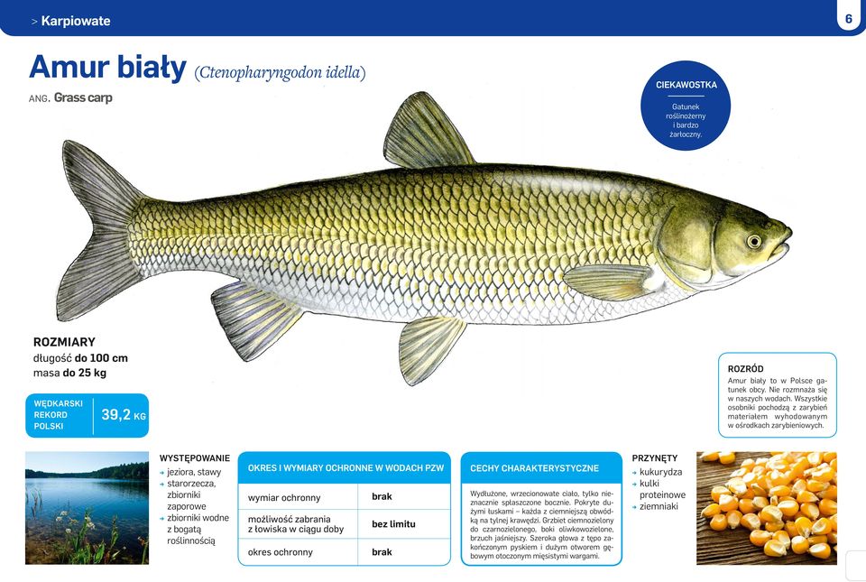 39,2 kg jeziora, stawy starorzecza, zbiorniki zaporowe zbiorniki wodne z bogatą roślinnością Okres i wymiary ochronne w wodach PZW z łowiska w ciągu doby bez limitu Wydłużone, wrzecionowate ciało,