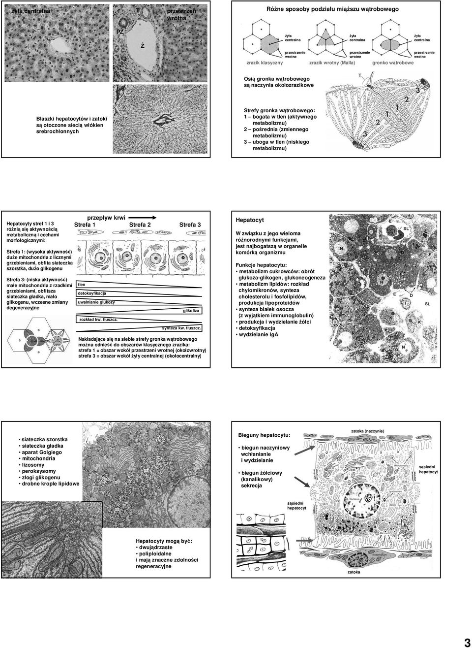 aktywnością metaboliczną i cechami morfologicznymi: przepływ krwi Strefa 1 Strefa 2 Strefa 3 W związku z jego wieloma różnorodnymi funkcjami, jest najbogatszą w organelle komórką organizmu Strefa 1: