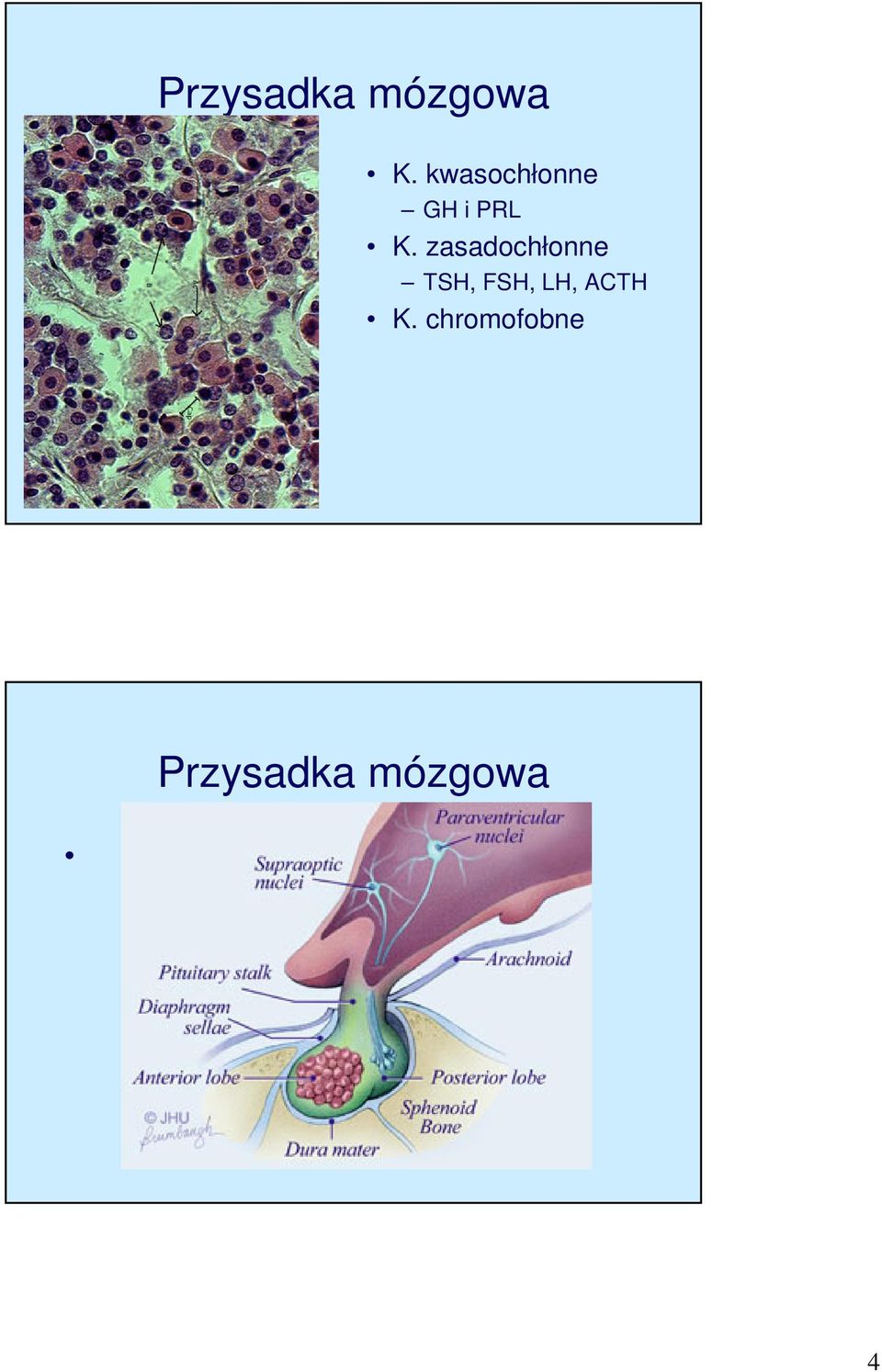 zasadochłonne TSH, FSH, LH,