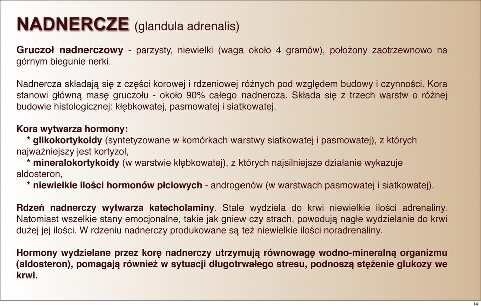 Składa się z trzech warstw o różnej budowie histologicznej: kłębkowatej, pasmowatej i siatkowatej.