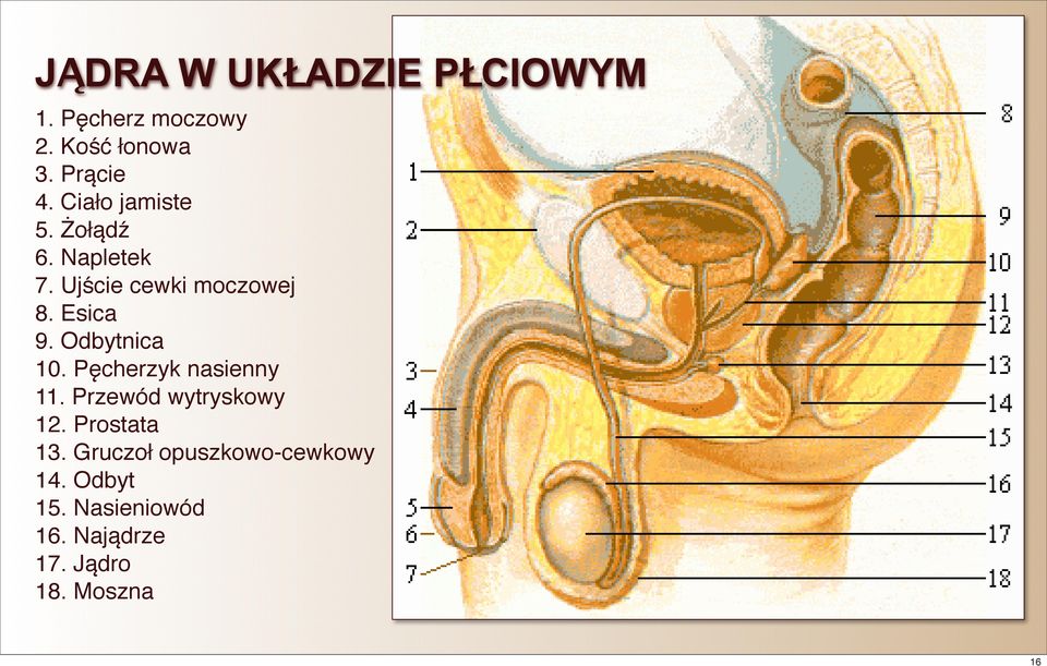 Odbytnica 10. Pęcherzyk nasienny 11. Przewód wytryskowy 12. Prostata 13.