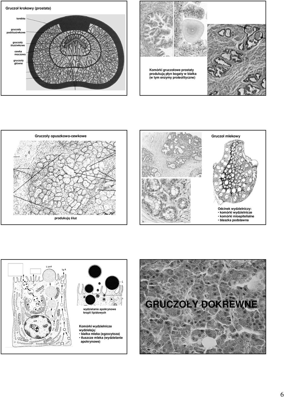 Odcinek wydzielniczy: komórki wydzielnicze komórki mioepitelialne blaszka podstawna produkują śluz wydzielanie apokrynowe