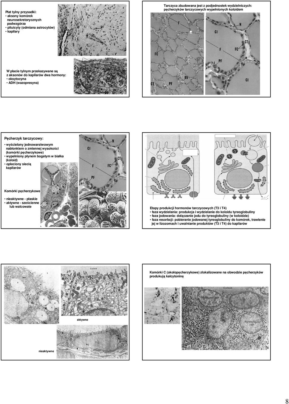(komórki pęcherzykowe) wypełniony płynem bogatym w białka (koloid) opleciony siecią kapilarów Komórki pęcherzykowe nieaktywne - płaskie aktywne - sześcienne lub walcowate Etapy produkcji hormonów
