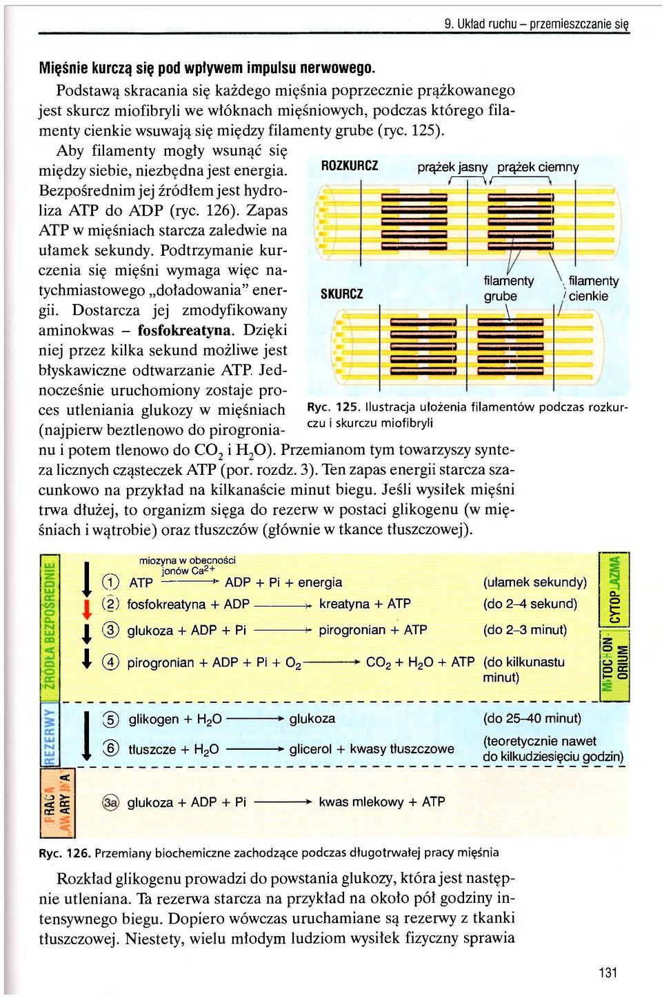 ROZKURCZ prążek jasny prążek ciemny r ~\r SKURCZ filamenty grube \ Aby filamenty mogły wsunąć się między siebie, niezbędna jest energia. Bezpośrednim jej źródłem jest hydroliza ATP do ADP (ryc. 126).