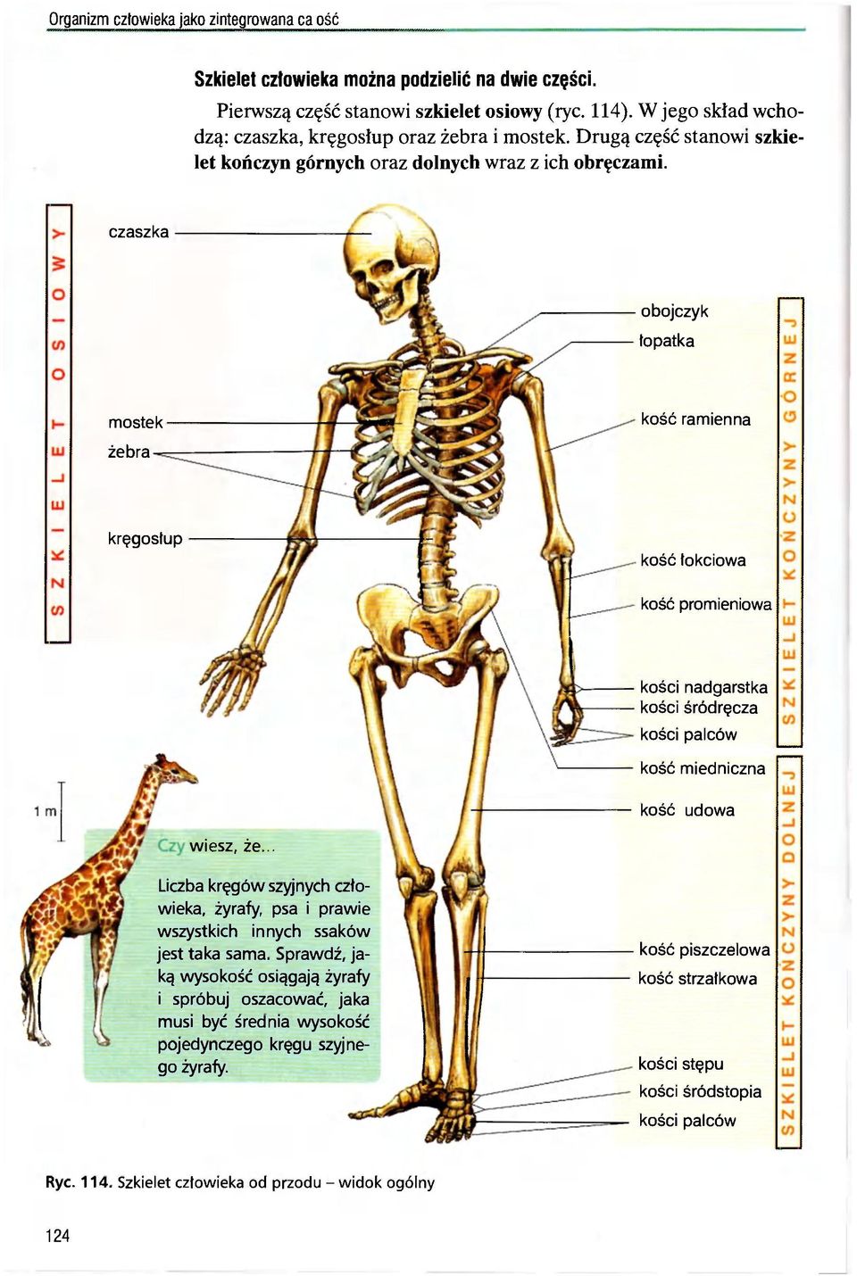 czaszka obojczyk łopatka mostek ramienna żebra kręgosłup łokciowa promieniowa nadgarstka śródręcza palców miedniczna udowa wiesz, że.