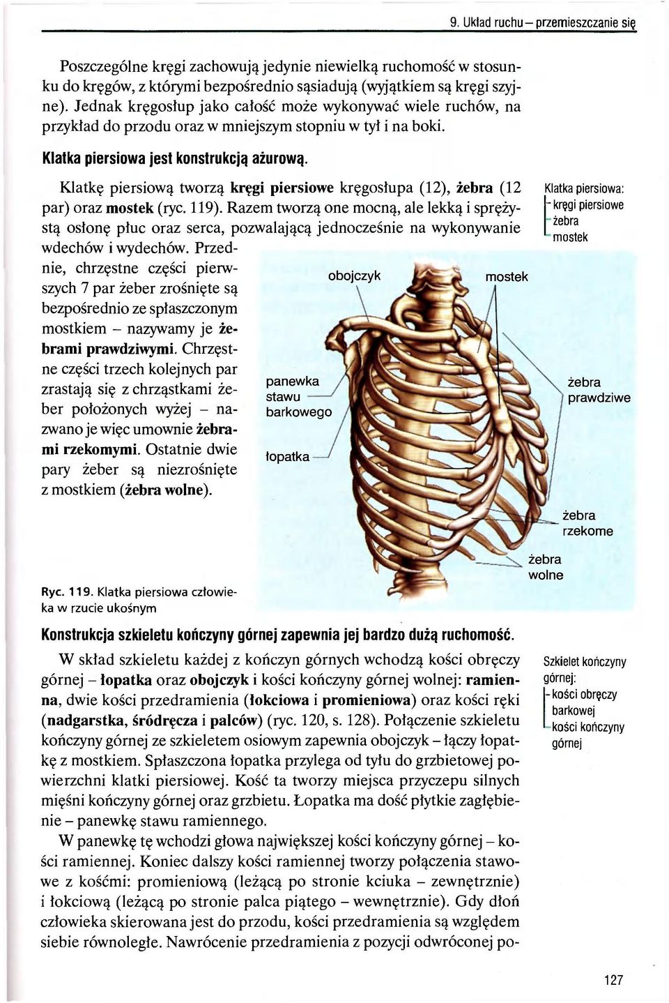 Klatkę piersiową tworzą kręgi piersiowe kręgosłupa (12), żebra (12 par) oraz mostek (ryc. 119).