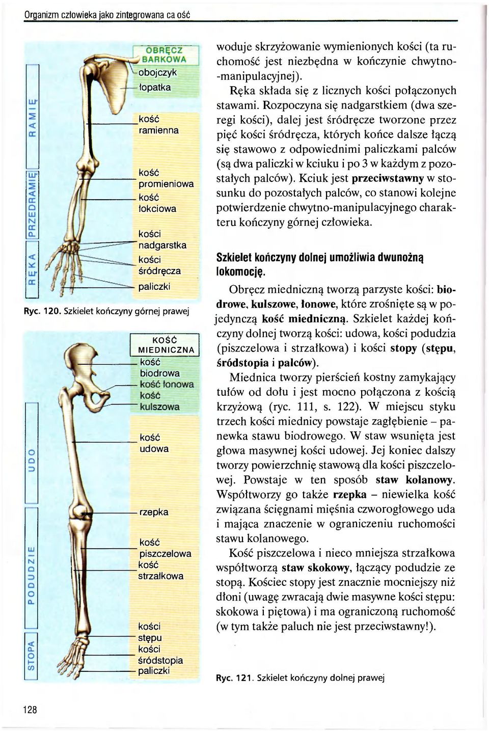 chwytno- -manipulacyjnej). Ręka składa się z licznych połączonych stawami.