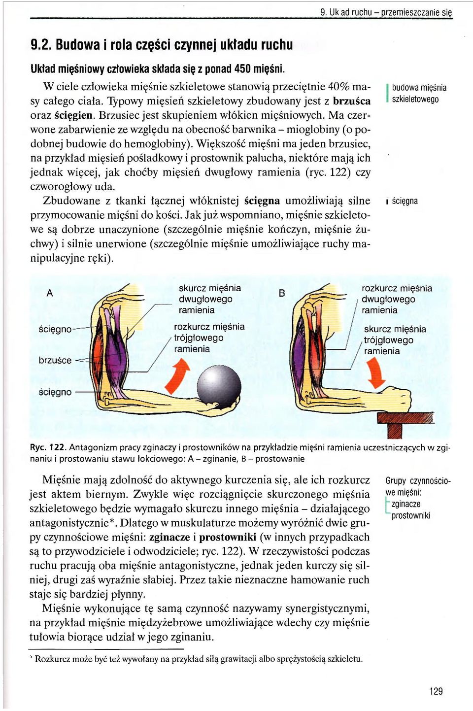 Ma czerwone zabarwienie ze względu na obecność barwnika - mioglobiny (o podobnej budowie do hemoglobiny).