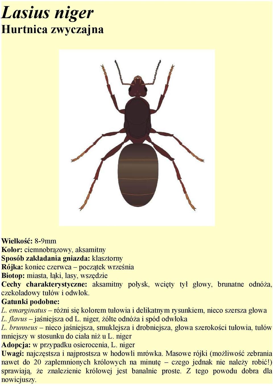 flavus jaśniejsza od L. niger, żółte odnóża i spód odwłoka L. brunneus nieco jaśniejsza, smuklejsza i drobniejsza, głowa szerokości tułowia, tułów mniejszy w stosunku do ciała niż u L.