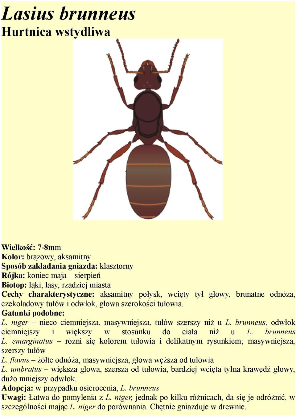 brunneus, odwłok ciemniejszy i większy w stosunku do ciała niż u L. brunneus L. emarginatus różni się kolorem tułowia i delikatnym rysunkiem; masywniejsza, szerszy tułów L.