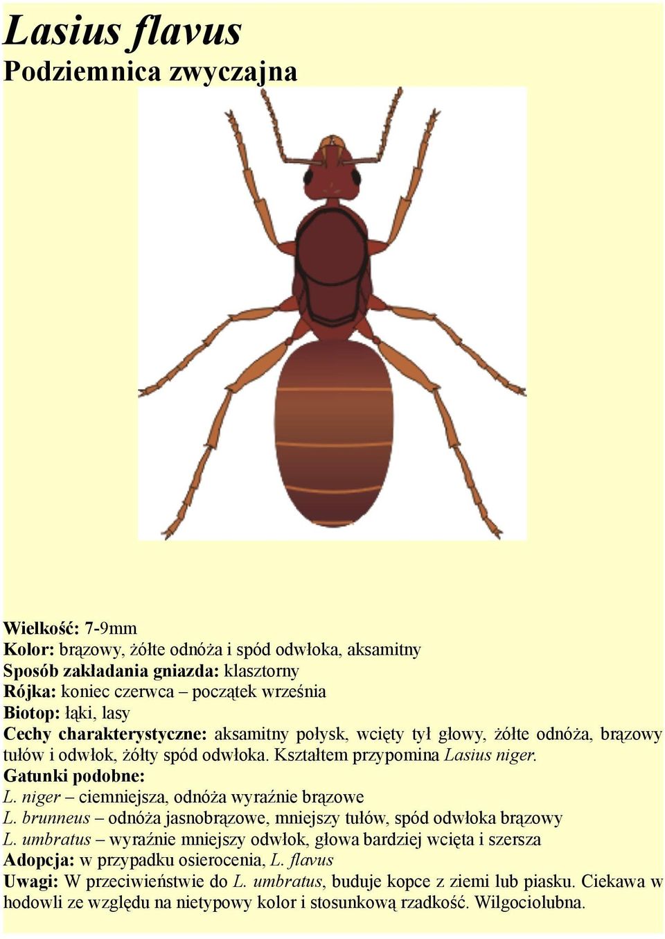 sius niger. L. niger ciemniejsza, odnóża wyraźnie brązowe L. brunneus odnóża jasnobrązowe, mniejszy tułów, spód odwłoka brązowy L.