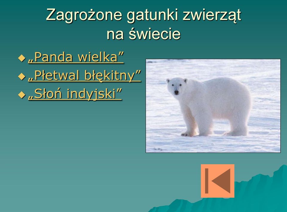 Panda wielka Płetwal