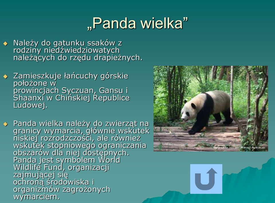 Panda wielka należy do zwierząt na granicy wymarcia, głównie wskutek niskiej rozrodzczości, ale również wskutek stopniowego