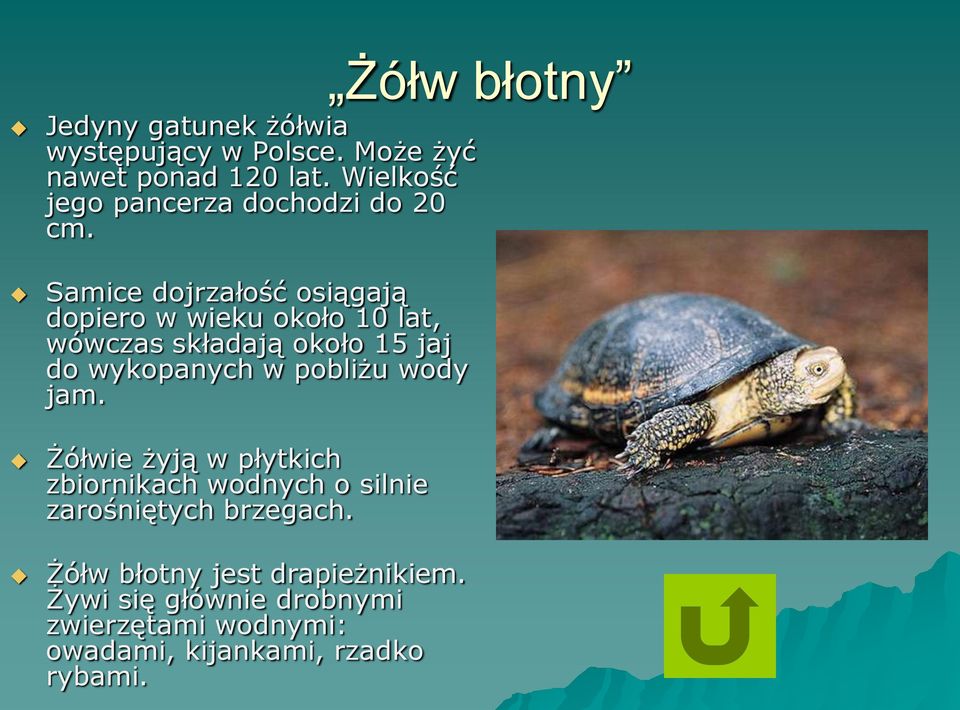 Samice dojrzałość osiągają dopiero w wieku około 10 lat, wówczas składają około 15 jaj do wykopanych w