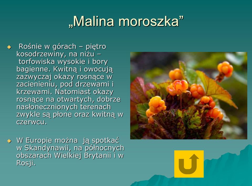 Natomiast okazy rosnące na otwartych, dobrze nasłonecznionych terenach zwykle są płone oraz