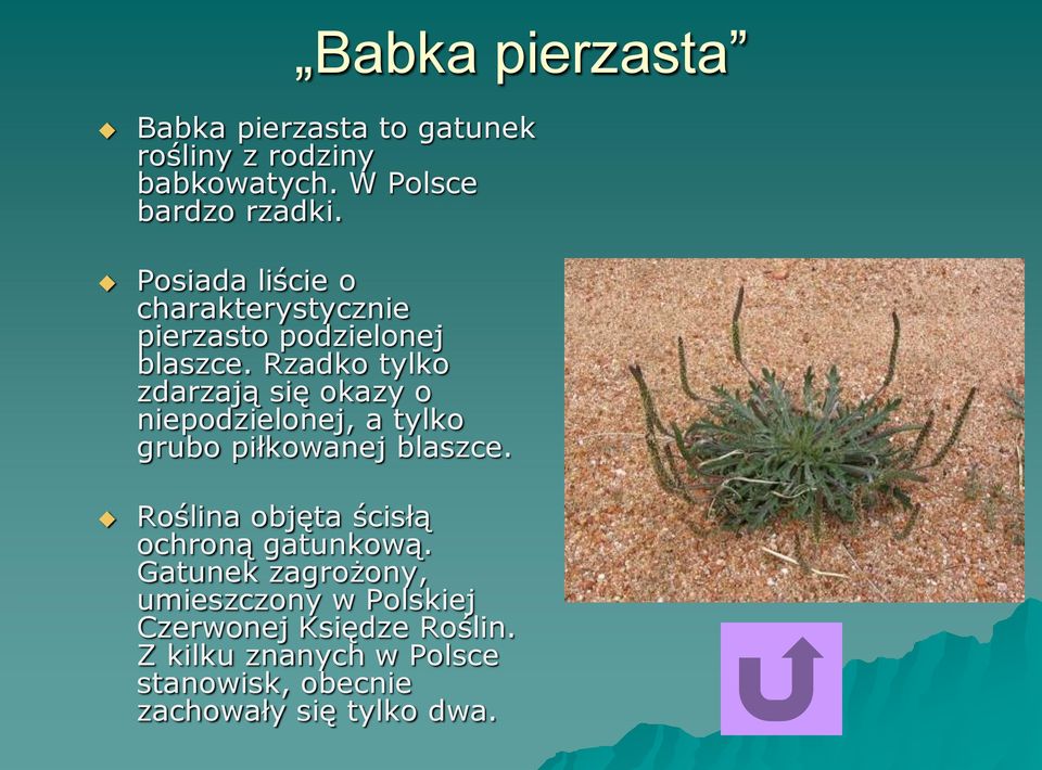 Rzadko tylko zdarzają się okazy o niepodzielonej, a tylko grubo piłkowanej blaszce.