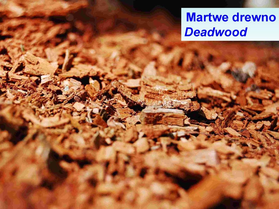 Deadwood