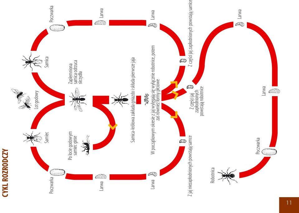 jaj wylęgają się wyłącznie robotnice, potem zaś również formy płciowe Larwa Z jaj niezapłodnionych powstają samce