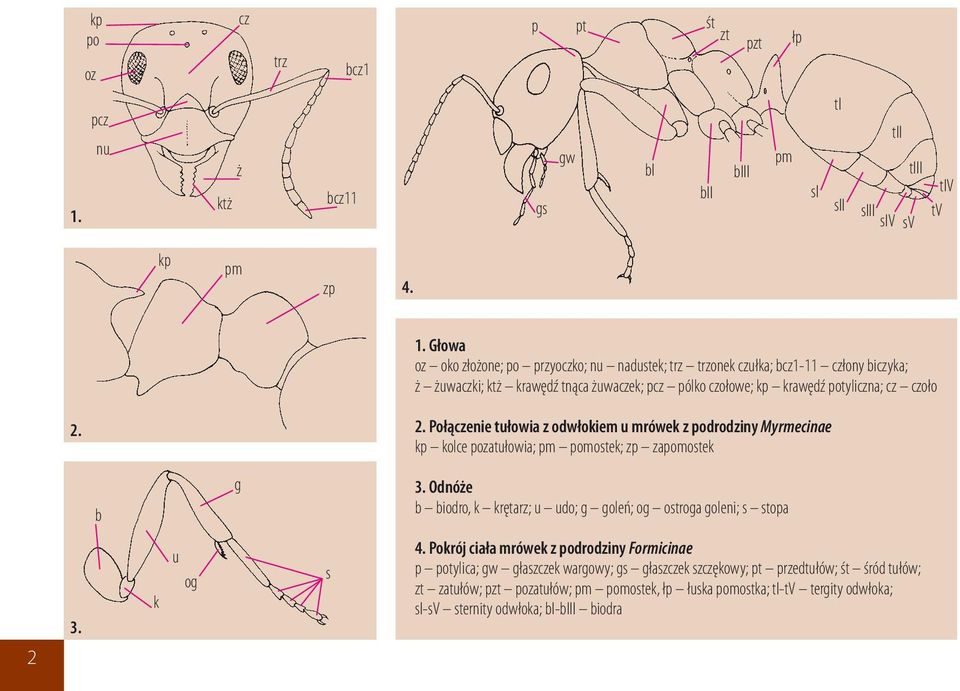 2. Połączenie tułowia z odwłokiem u mrówek z podrodziny Myrmecinae kp kolce pozatułowia; pm pomostek; zp zapomostek b g 3.