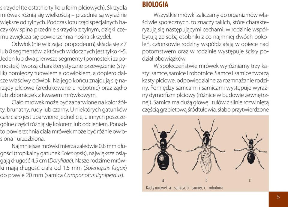 Odwłok (nie wliczając propodeum) składa się z 7 lub 8 segmentów, z których widocznych jest tylko 4-5.