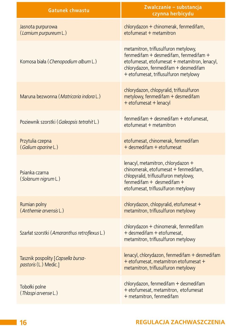 Maruna bezwonna (Matricaria indora L.) chlorydazon, chlopyralid, triflusulfuron metylowy, fenmedifam + desmedifam + etofumesat + lenacyl Poziewnik szorstki (Galeopsis tetrahit L.