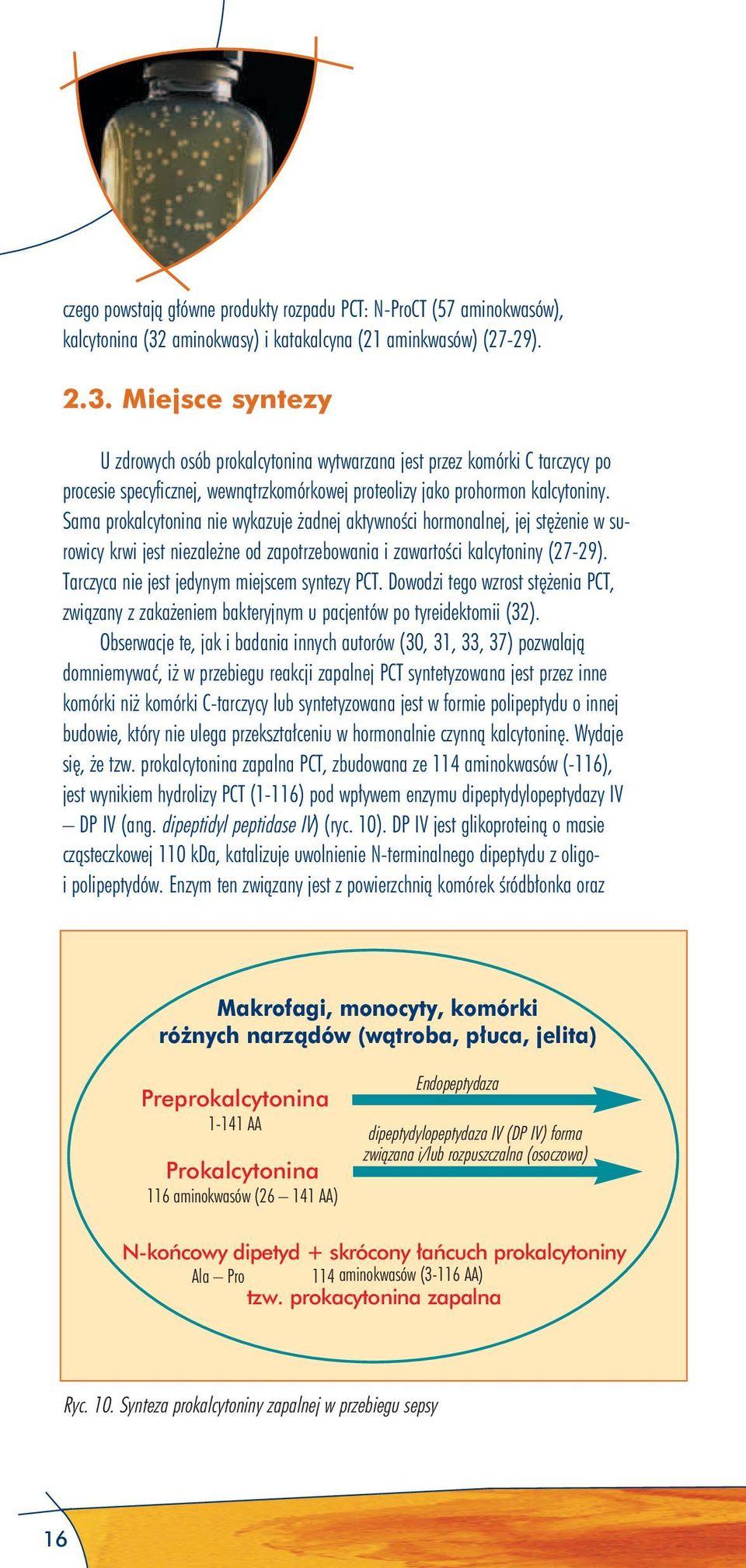 Miejsce syntezy U zdrowych osób prokalcytonina wytwarzana jest przez komórki C tarczycy po procesie specyficznej, wewnątrzkomórkowej proteolizy jako prohormon kalcytoniny.