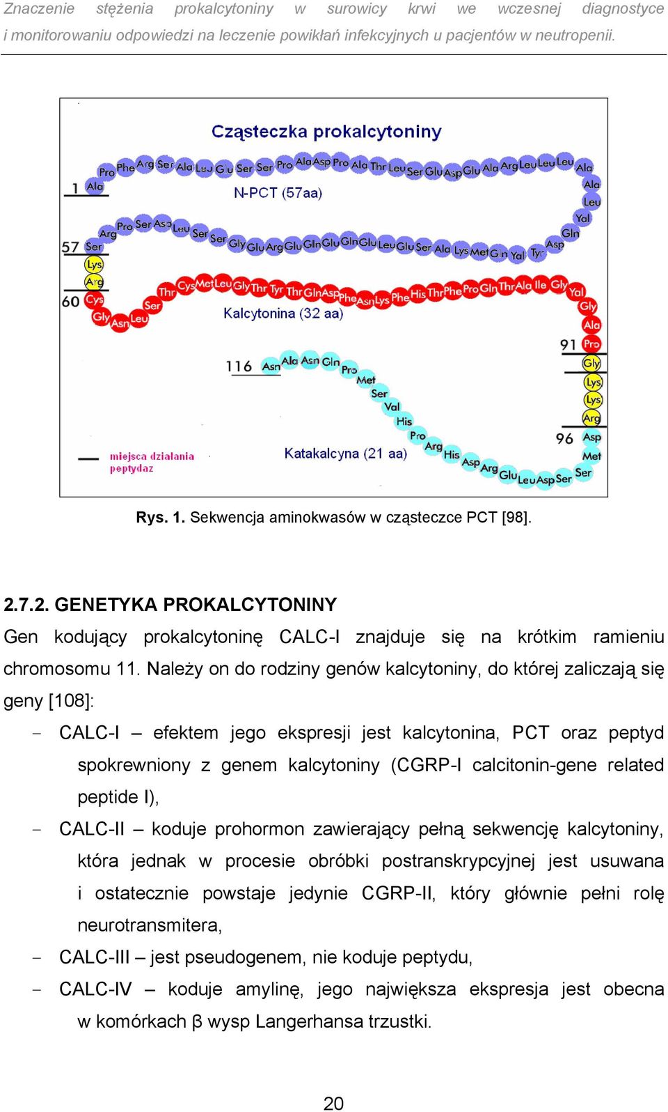 calcitonin-gene related peptide I), - CALC-II koduje prohormon zawierający pełną sekwencję kalcytoniny, która jednak w procesie obróbki postranskrypcyjnej jest usuwana i ostatecznie