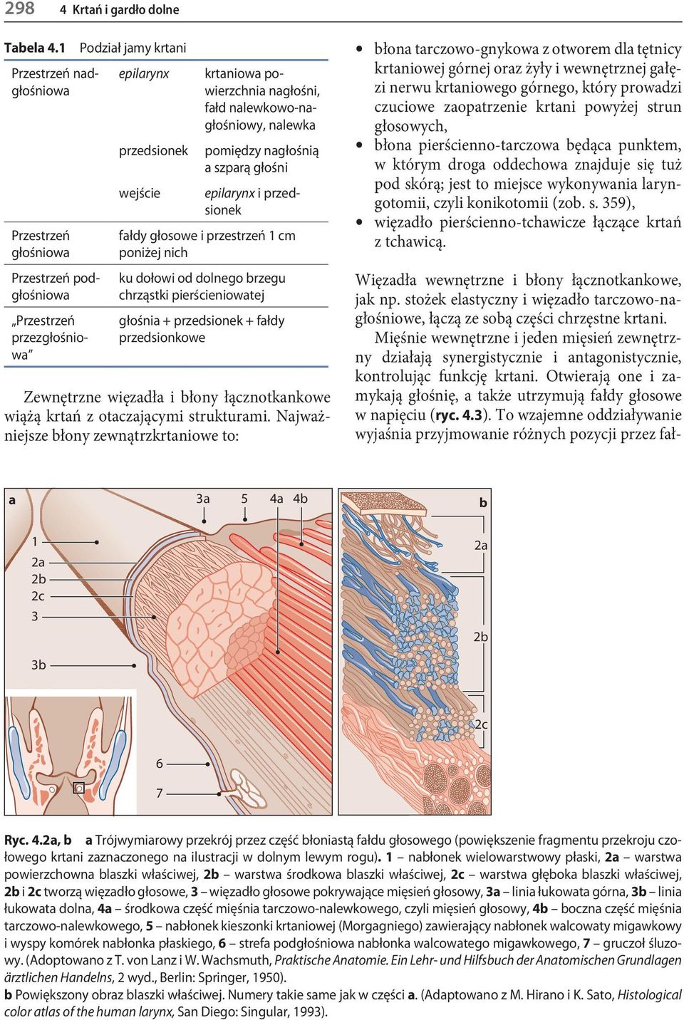 nalewkowo-nagłośniowy, nalewka pomiędzy nagłośnią a szparą głośni epilarynx i przedsionek fałdy głosowe i przestrzeń 1 cm poniżej nich ku dołowi od dolnego brzegu chrząstki pierścieniowatej głośnia +