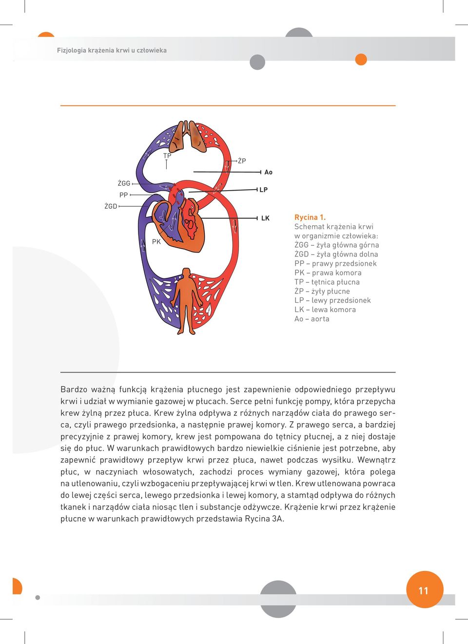 aorta Bardzo ważną funkcją krążenia płucnego jest zapewnienie odpowiedniego przepływu krwi i udział w wymianie gazowej w płucach. Serce pełni funkcję pompy, która przepycha krew żylną przez płuca.