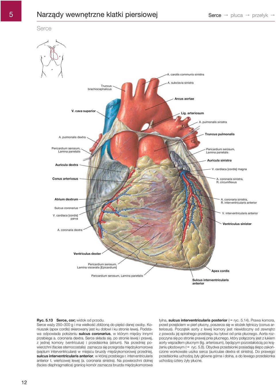 cardiaca [cordis] magna Conus arteriosus A. coronaria sinistra, R. circumflexus Atrium dextrum Sulcus coronarius V. cardiaca [cordis] parva A. coronaria dextra A. coronaria sinistra, R. interventricularis anterior V.