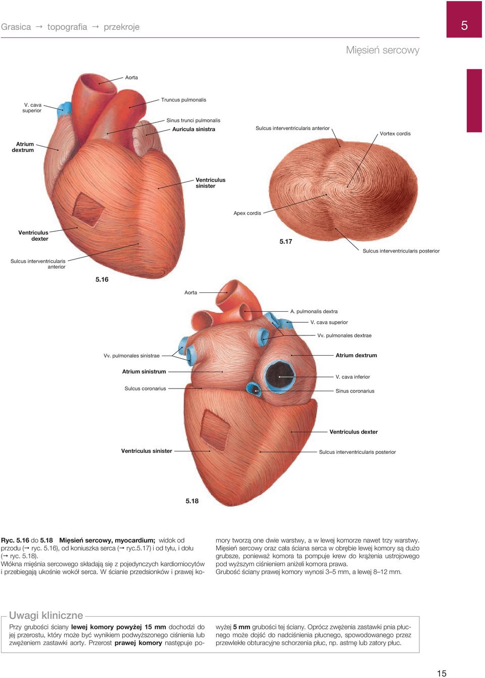 interventricularis anterior.17 Sulcus interventricularis posterior.16 Aorta A. pulmonalis dextra V. cava superior Vv. pulmonales dextrae Vv.